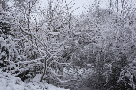 有雪的冬季景观。 冰冻的森林。 城市郊区在二月。