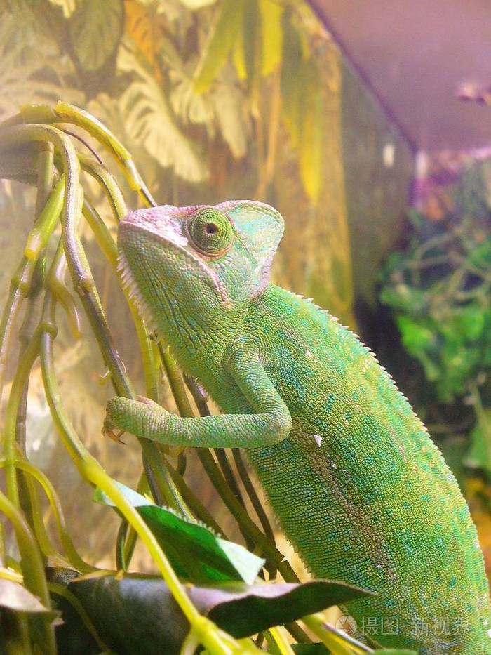 变色龙爬在树上蝘蜓座