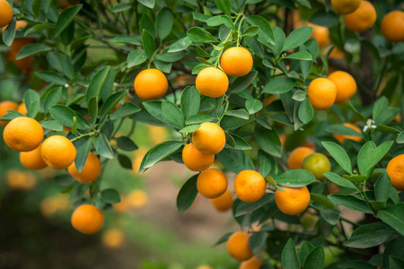 金树与桃花树一起, 金是2必须有树在越南农历新年假期在北部照片