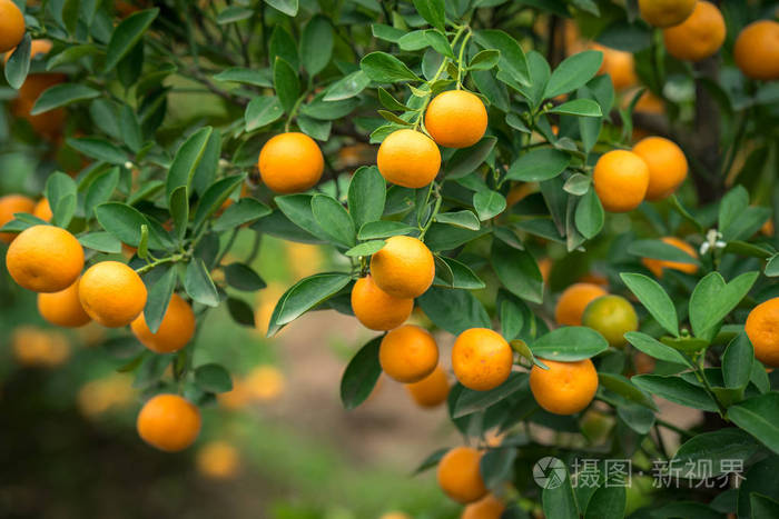 金树与树一起, 金是2必须有树在越南农历新年假期在北部