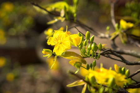 黄杏花照片