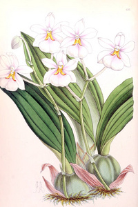  comprising figures and descriptions of popular garden flowers.