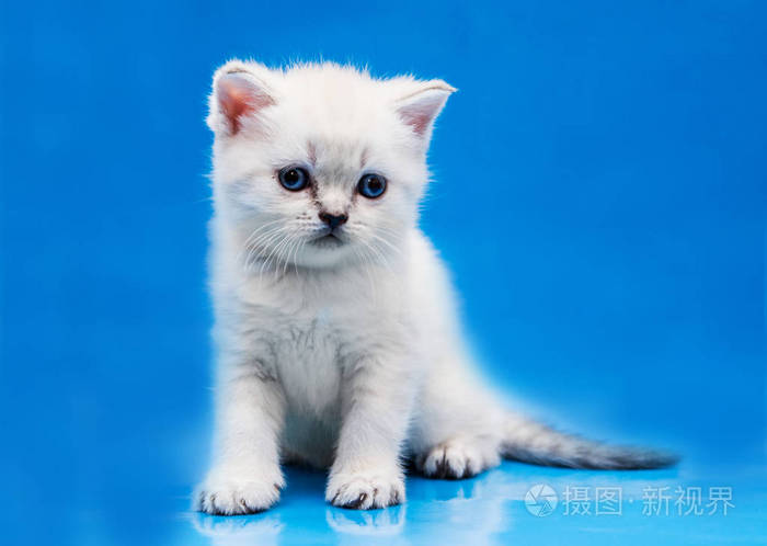 苏格兰海峡小猫