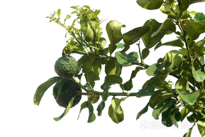 柑橘枳在白色背景下分离