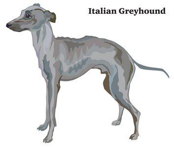 彩色装饰站立的意大利灰狗矢量肖像