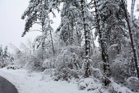 雪中的冬季森林