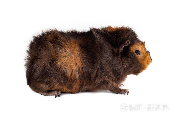 棕红色的豚鼠雄性的爱西尼亚色的巧克力色的黄金一个侧面的头部向右的白色背景水平