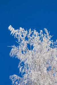 蓝色天空背景下霜中的树枝