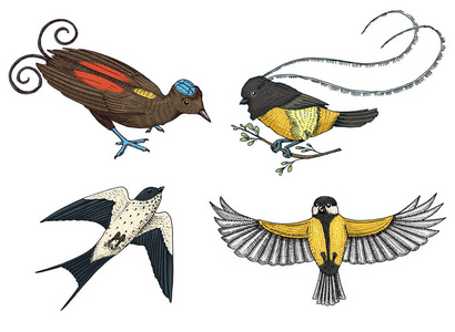 小鸟天堂, 谷仓燕子或 martlet 和 parus 或山雀。萨克森国王在新几内亚。异国情调的热带动物图标。用于婚礼, 聚会。