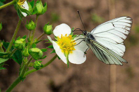 白蝴蝶在花上