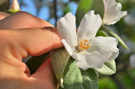 s hand against the background of the flower