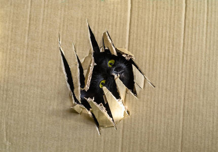 黑兽从箱子里逃出一个爪洞图片
