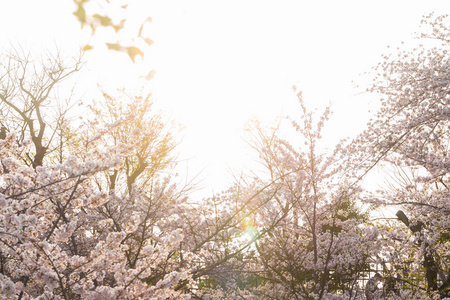 粉红樱花花树枝图片