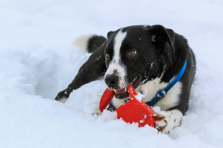 黑白两色的狗在雪地里玩皮带