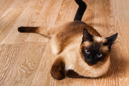 暹罗或泰国猫躺在地板上。这只猫是残疾的。三爪, 无肢
