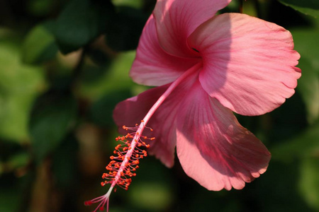 热带木槿花