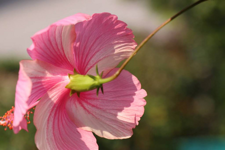 热带木槿花