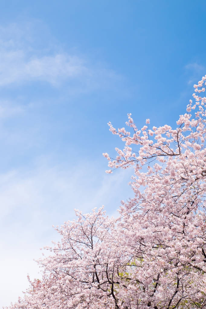 日本美丽樱花现场拍摄照片-正版商用图片11bpi1-摄图新视界