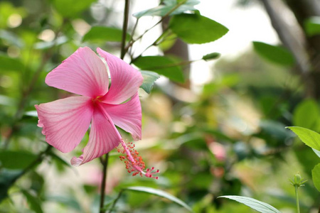 热带木槿花