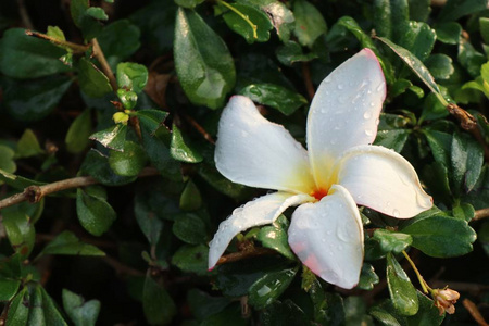 热带花卉白鸡蛋花