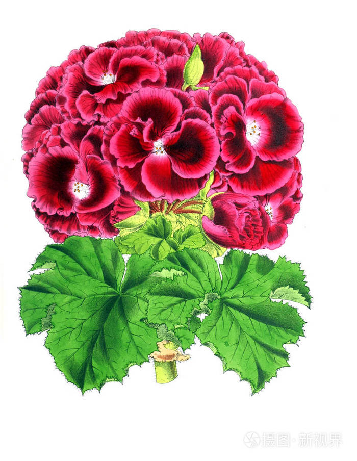 comprising figures and descriptions of popular garden flowers.