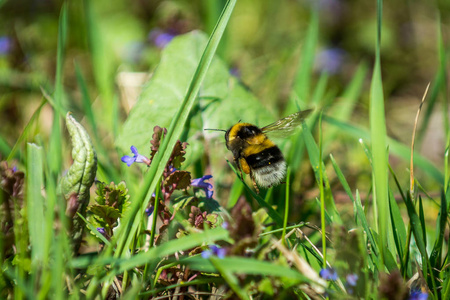 熏衣草野生蜜蜂图片