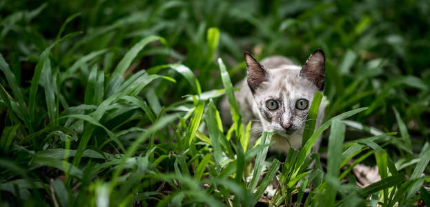 在花园的绿草地上的猫