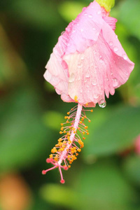 芙蓉花在美丽的大自然