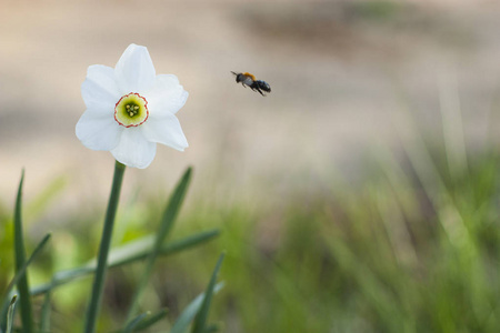 一只蜜蜂飞快地飞向白色的花朵图片