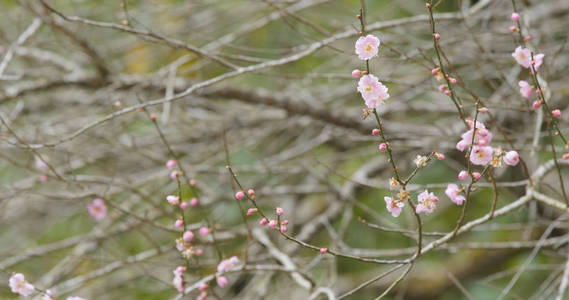 森林里的粉红色梅花