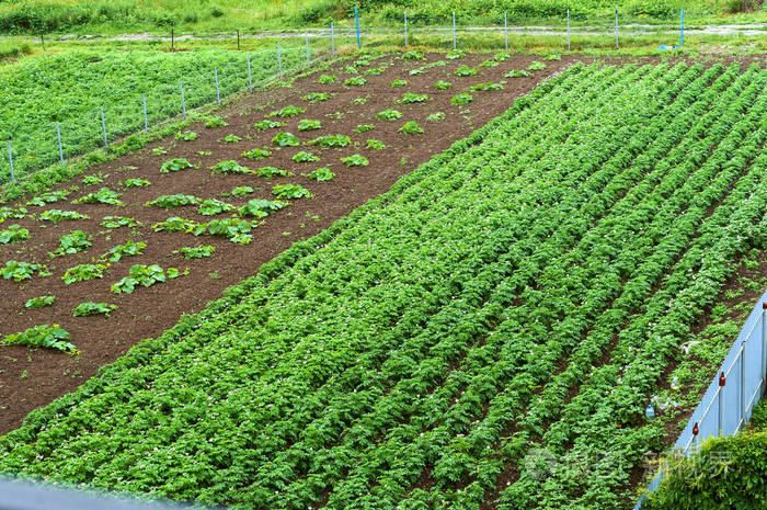 在家庭菜园种植蔬菜 种植农田与农作物芽照片 正版商用图片11buuh 摄图新视界