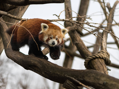 一只红熊猫爬上一棵树