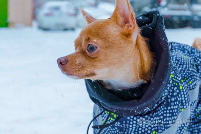 一条漂亮的红吉娃娃在雪地里穿着一件漂亮的暖和西装在冬天散步.