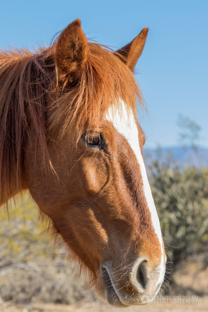 亚利桑那州沙漠一匹野马的特写镜头