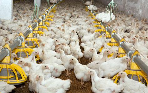 家禽农场的白鸡。 生产白肉
