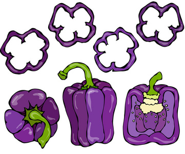 紫色的钟纸设置。一半的紫罗兰甜辣椒粉和一环的辣椒削减。新鲜成熟的生蔬菜。健康的素食食谱。矢量插画手画。Savoyar 涂鸦风格