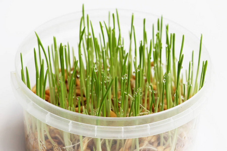 年轻的燕麦芽在冬天为猫发芽，以改善消化和作为维生素和酶的来源。 带着露珠的绿草