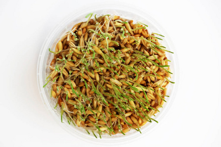 球茎燕麦草图片