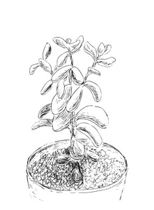 手工绘制肉质的素描.房子植物发财树梓, 玉厂.