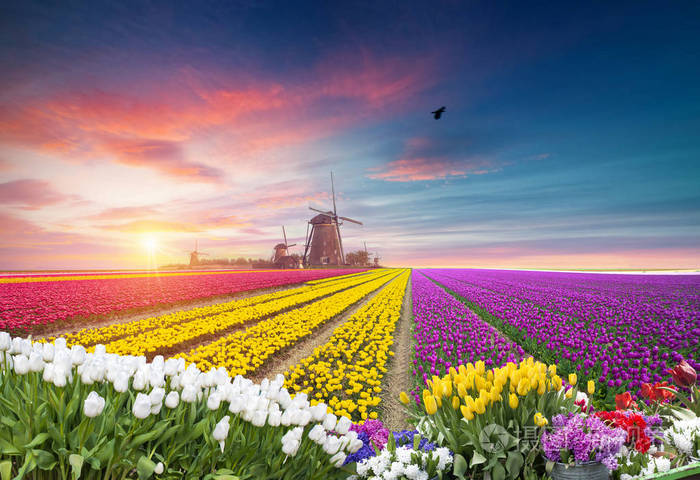 一个典型的风车和郁金香,荷兰农村传统荷兰荷兰荷兰风光