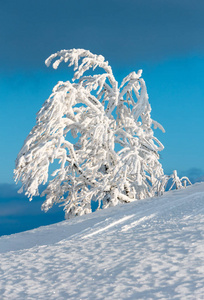 山上冬雪蜷缩树