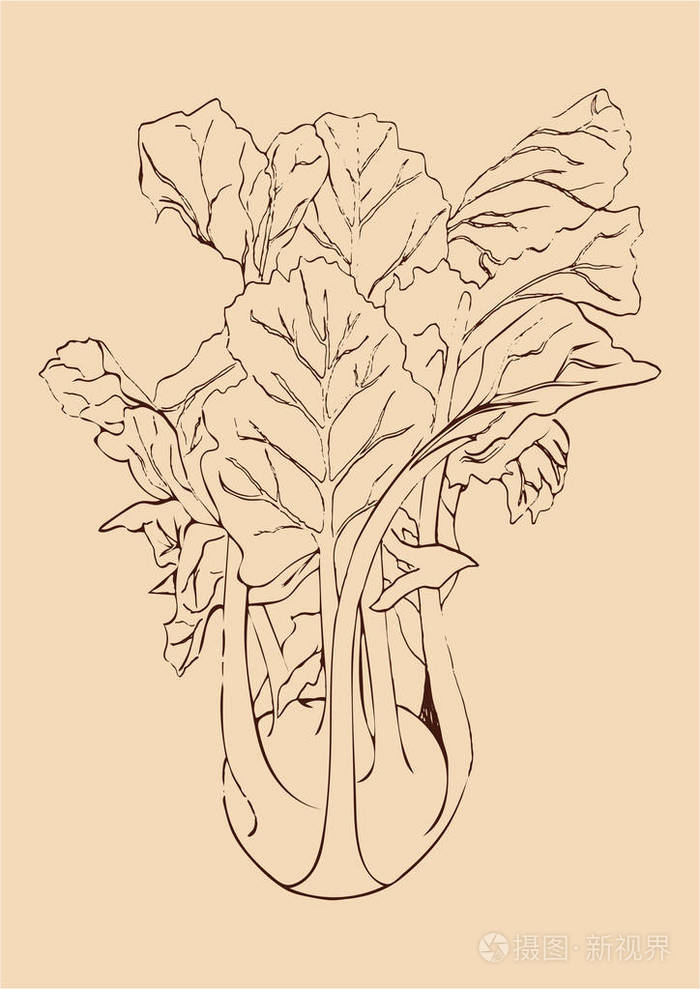 手画棕色线大头菜卷心菜在米色背景下分离植物向量例证