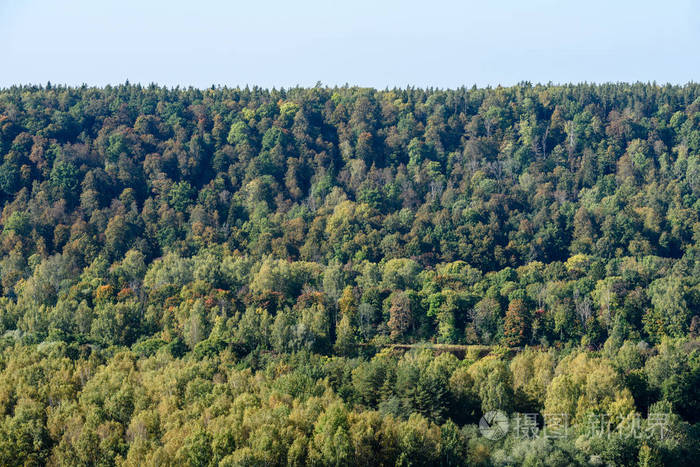雾气弥漫的森林的全景视图