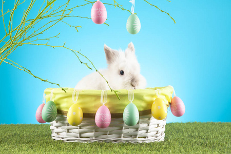 复活节的概念。 复活节兔子。 快乐复活节贺卡