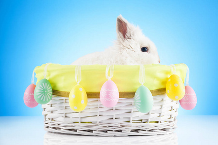复活节兔子在复活节篮子里。 节日和春天的象征