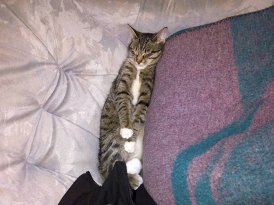 那只猫躺在毯子边的沙发上