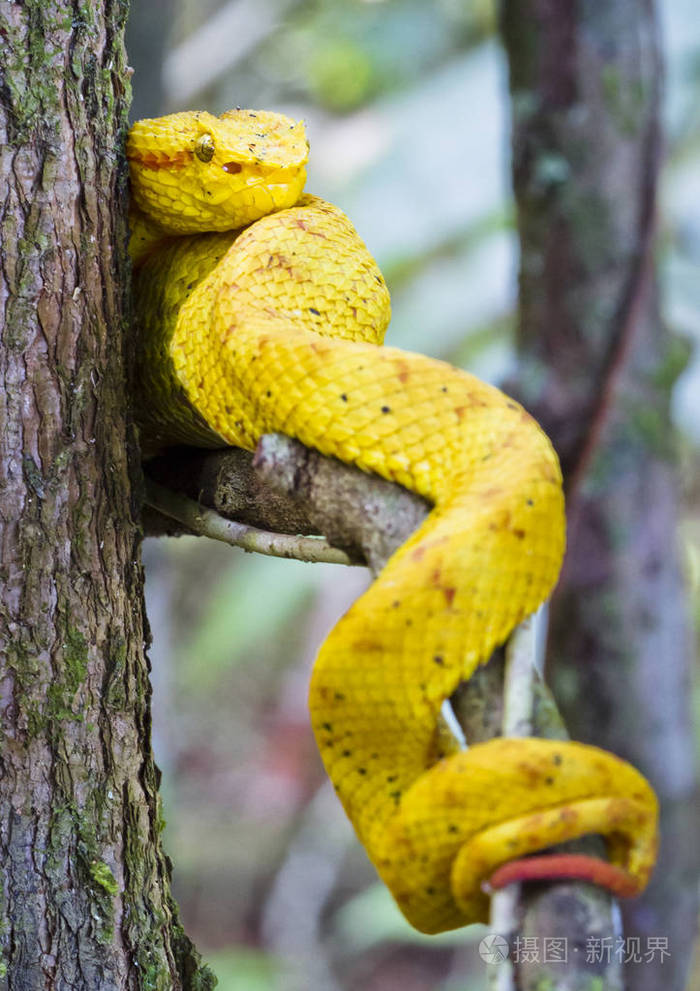 一只睫毛毒蛇bothriechisschlegelii栖息在树枝上cahuita国家公园