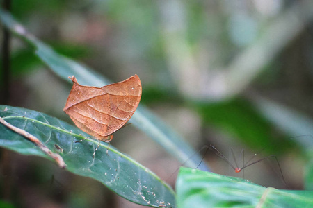 一只热带 leafwing 蝴蝶在哥斯达黎加丛林的叶子上