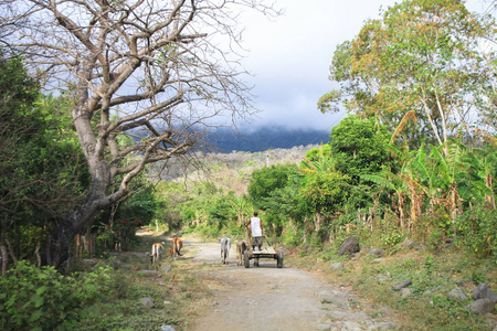 在尼加拉瓜 Ometepe 的热带岛屿上, 一个男人引导他的马车和驴子沿着一条土路走下去。