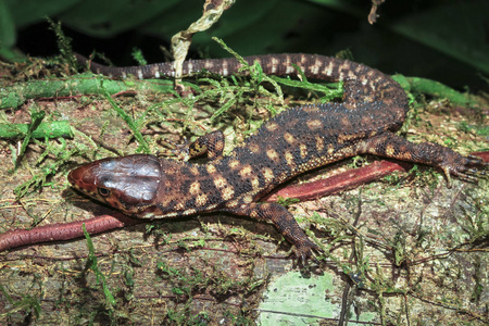 斑点的蜥蜴图片